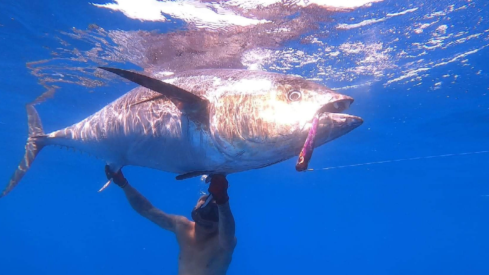 Pescador buceando con un atún recién capturado con popper